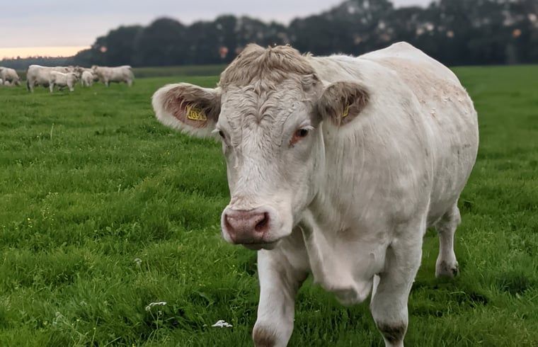 Unterkunft 522925 - Ferienhaus Twente - Vakantiehuis in Markelo (Hof van Twente)