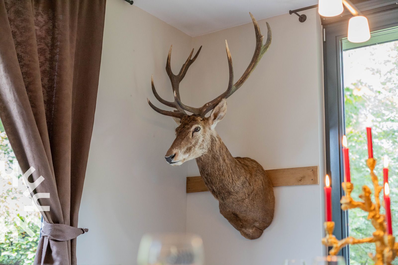 Impressive deer antlers in vacation home OV659, Enter, Twente for a unique atmosphere.