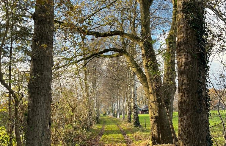 Rustiek pad omgeven door bomen bij Vakantiehuisje in Albergen, Twente, Overijssel, ideaal voor natuurliefhebbers en wandelaars.
