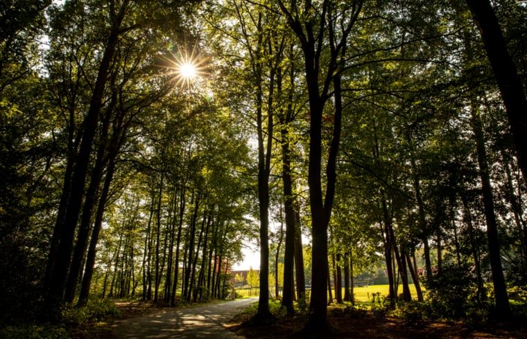 Ontdek de serene bosrijke omgeving van Huisje in Losser, een vakantiehuis in Twente, Overijssel, waar de natuur tot rust uitnodigt.