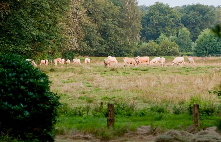 Vredige weide met grazende koeien nabij Huisje in Tubbergen, vakantiehuis in Twente, Overijssel.