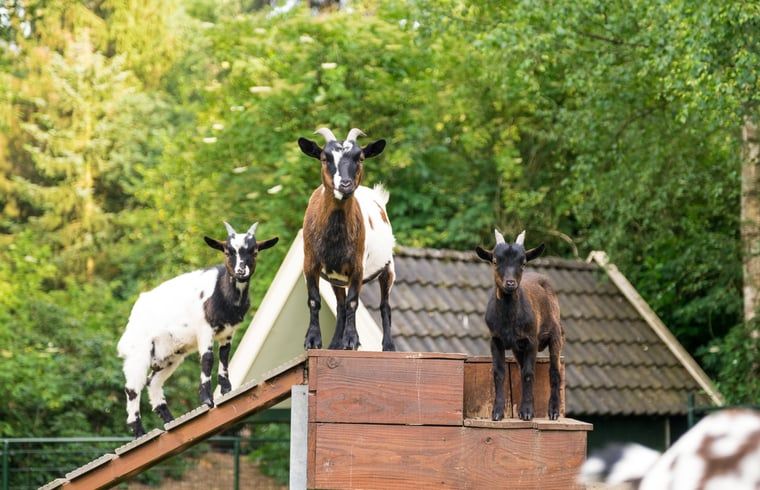 Niedliche Ziegen in der natuerlichen Umgebung des Ferienhauses in Deurningen, Twente, Overijssel.