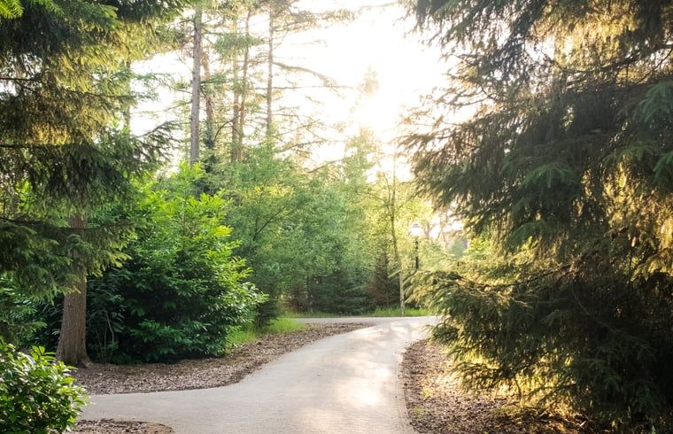 Sonniger Weg durch den Wald in der Naehe des Ferienhauses in Deurningen, Twente, Overijssel.