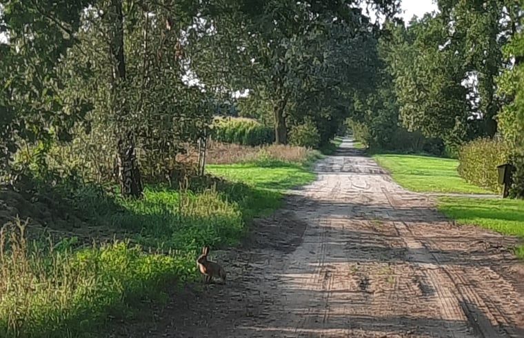 Sitting area under a tree at vacation home Manderveen, perfect place for a cup of tea in Twente.