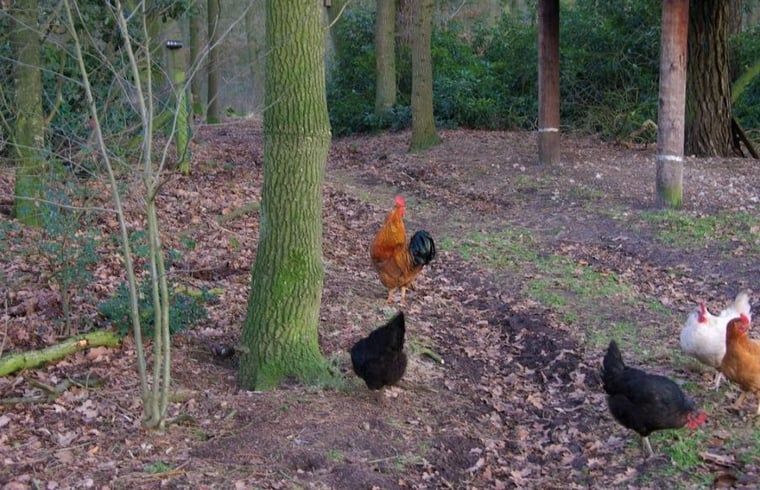 Kippen scharrelen rond Huisje in Buurse, vakantiehuis in het landelijke Twente, Overijssel.