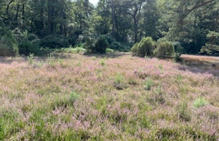 Heathland near Cottage in Buurse, vacation home in Twente, with blooming purple flowers.