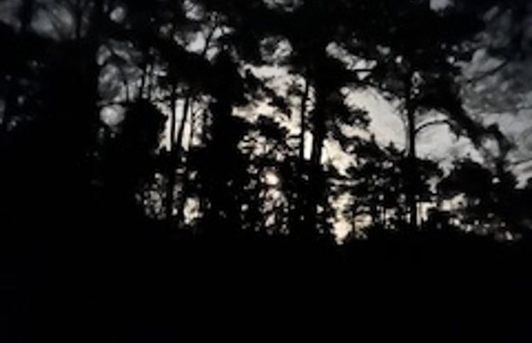 Nighttime forest environment around House in Buurse, vacation home in Twente, with silhouettes of trees.