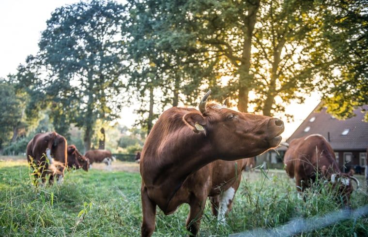 Unterkunft 525307 - Ferienhaus Twente - Huisje in Lattrop