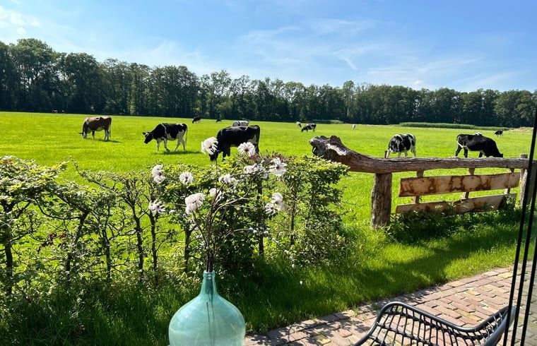 Uitzicht op grazende koeien vanuit Vakantiehuisje in Agelo, omgeven door de rustgevende natuur van Twente, Overijssel.