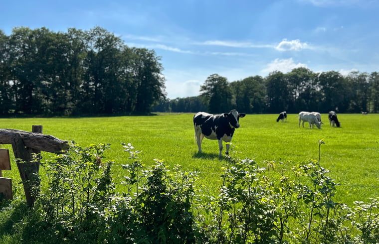 Landelijk uitzicht met koeien nabij Vakantiehuisje in Agelo, perfect voor natuurliefhebbers in Twente, Overijssel.