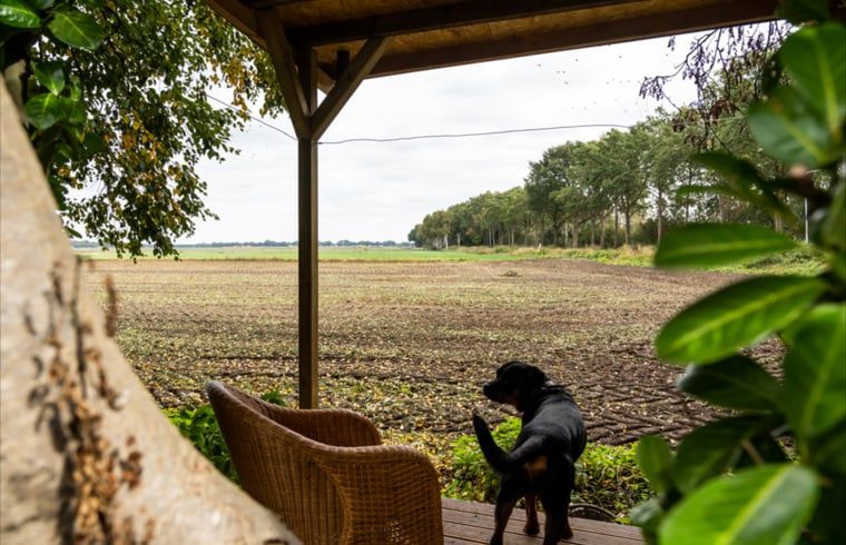 Schitterend uitzicht vanaf terras in vakantiehuis in Vroomshoop, Twente.