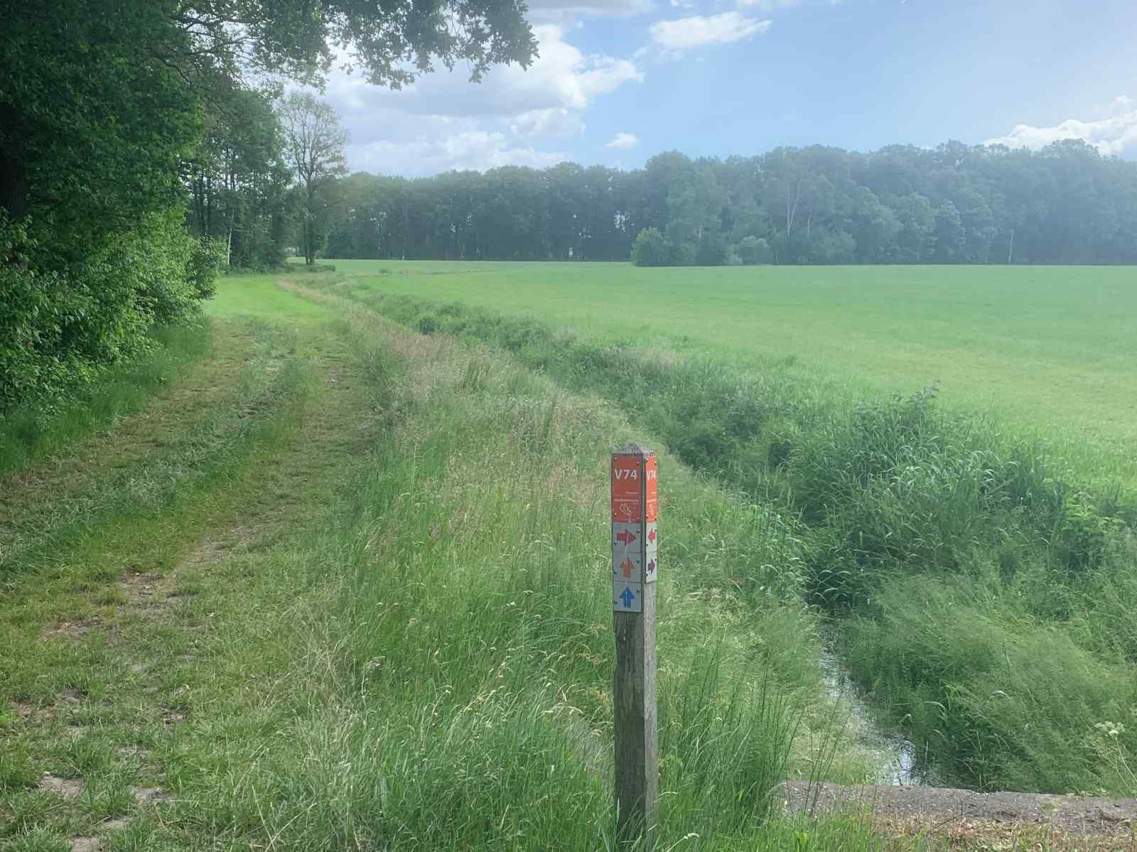Laendliche Umgebung des Ferienhauses OV436 in Hengevelde, Twente mit grasenden Kuehen.