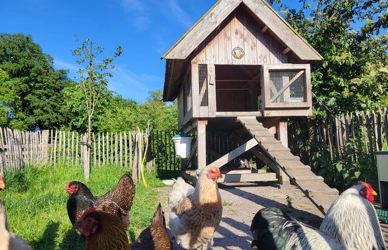 Schattige kippen bij Vakantiehuisje in Bornerbroek, Twente, Overijssel met houten kippenhok.