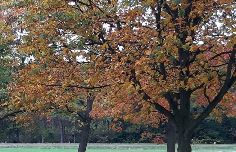 Autumn trees near Holiday home in Lattrop Breklenkamp, colorful surroundings in Twente, Overijssel.