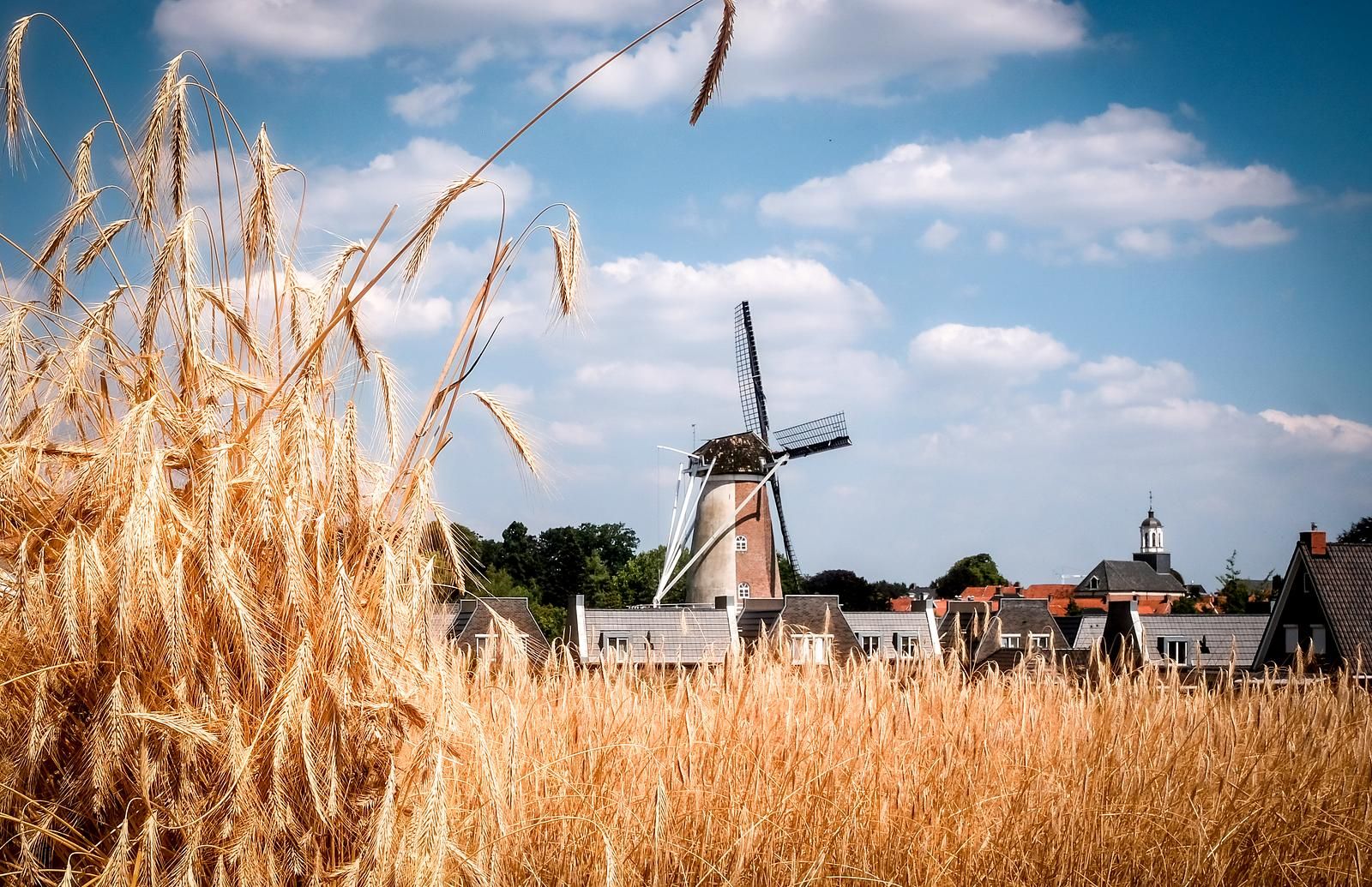 Guest house 526846 - Holiday property Twente - Boslodge | 6 pers