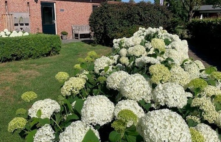 Bloeiende tuin bij Vakantiehuis in De Pollen, Vriezenveen, Twente, met prachtige hortensia's.