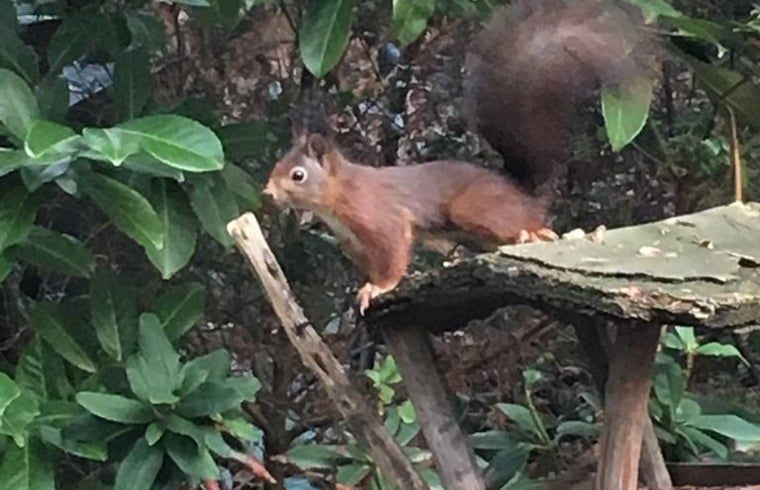 Unterkunft 5302100 - Ferienhaus Salland - Huisje in Holten