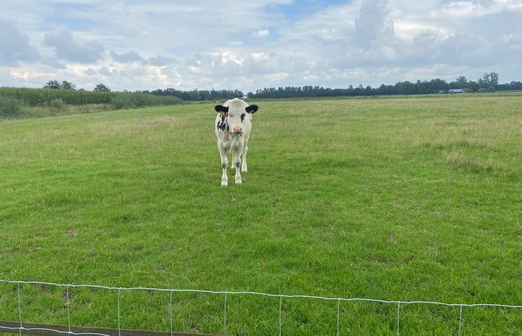 Unterkunft 5302120 - Ferienhaus Salland - Vakantiehuis in Holten