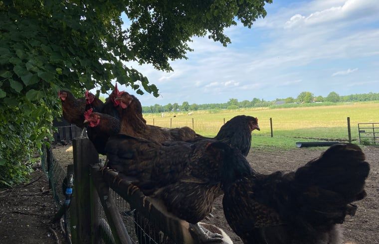Unterkunft 5302120 - Ferienhaus Salland - Vakantiehuis in Holten