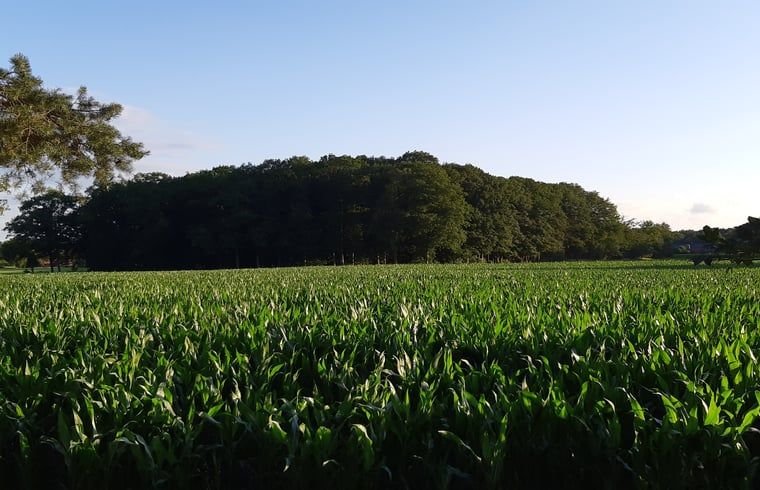 Uitzicht op groene velden bij Huisje in Holten, een vakantiehuis in Holten, Salland, Overijssel, omgeven door rustieke natuur.