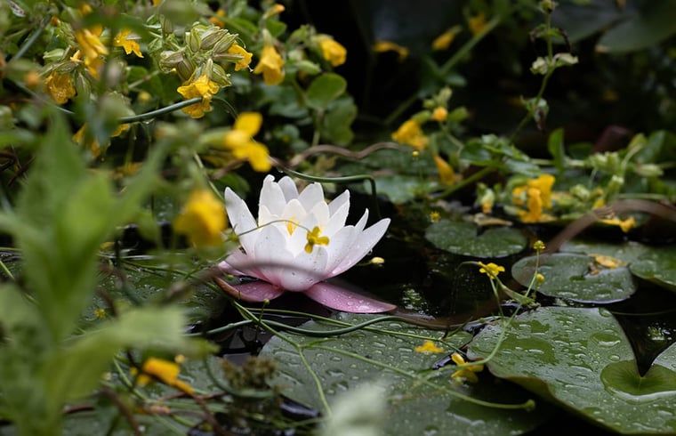 Verblijf 530267 - Vakantiewoning Salland - Vakantiehuisje in Holten