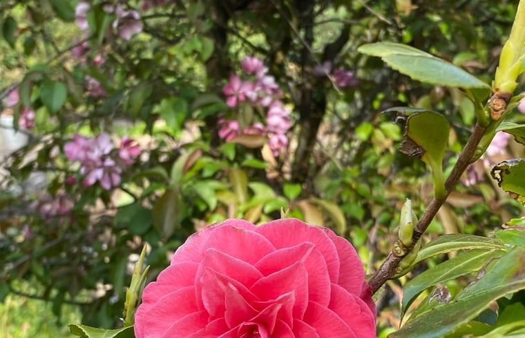Verblijf 530267 - Vakantiewoning Salland - Vakantiehuisje in Holten