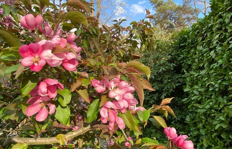 Verblijf 530267 - Vakantiewoning Salland - Vakantiehuisje in Holten