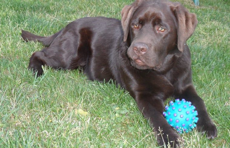 Unterkunft 530299 - Ferienhaus Salland - Vakantiehuis in Holten