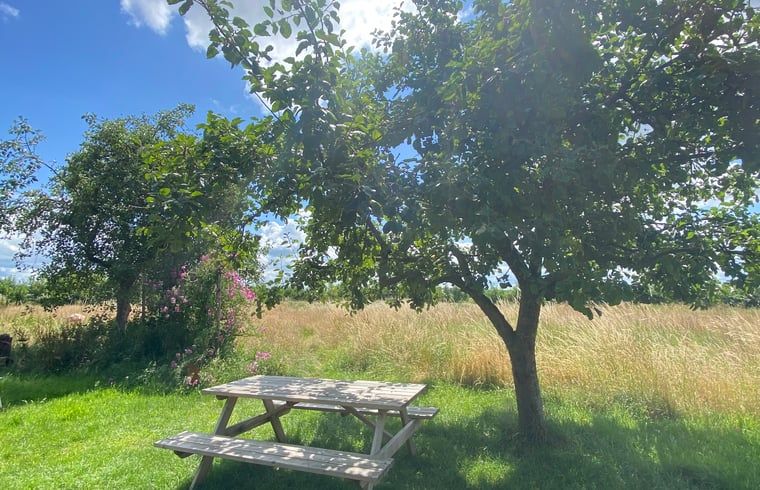 Picnic table under tree at cottage in Wijhe, Salland, Overijssel.