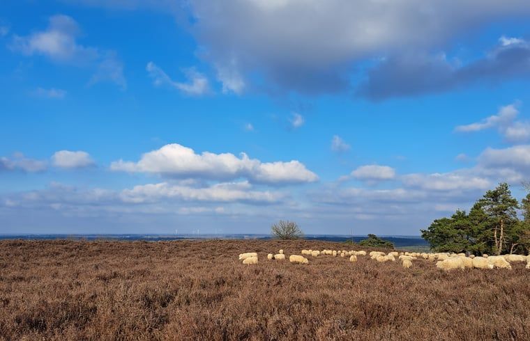 Unterkunft 530613 - Ferienhaus Salland - Vakantiehuisje in Luttenberg