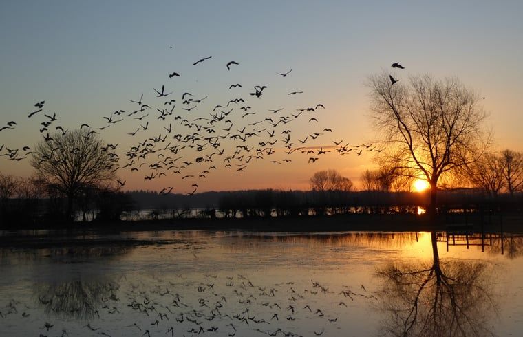 Unterkunft 531103 - Ferienhaus Salland - Huisje in Welsum