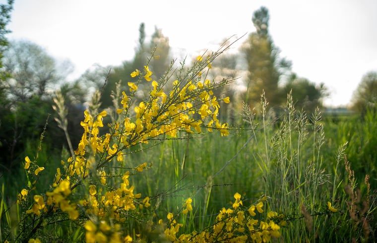 Blooming nature around Holiday home in Nieuwleusen, Salland, Overijssel.
