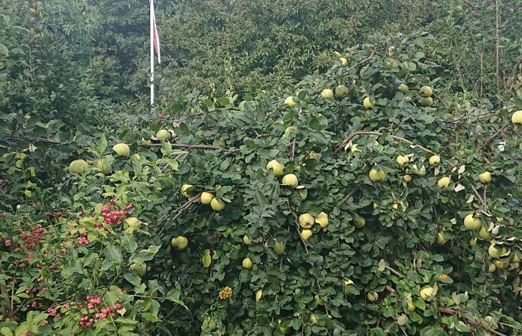 Unterkunft 532234 - Ferienhaus Salland - Huisje in Hellendoorn