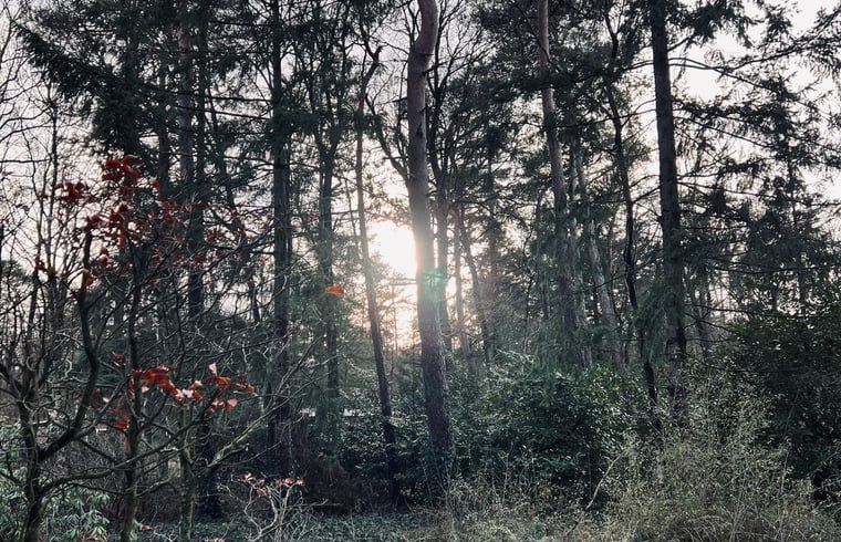 Bewaldete Umgebung des Ferienhauses in Hellendoorn, Salland, Overijssel.