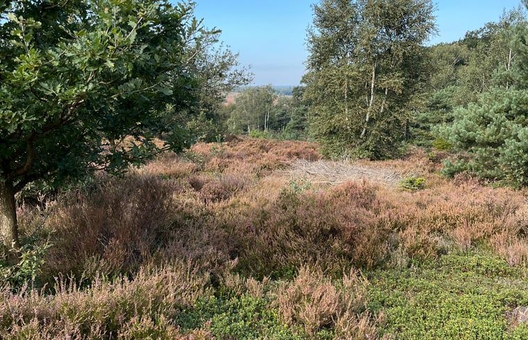 Prachtige heidevelden in de omgeving van Vakantiehuisje in Haarle, perfect voor natuurliefhebbers in Hellendoorn.