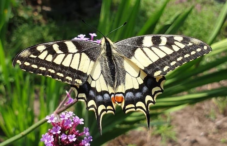 Guest house 533306 - Holiday property Salland - Vakantiehuis in Wesepe