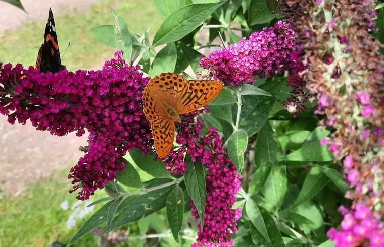 Guest house 533306 - Holiday property Salland - Vakantiehuis in Wesepe