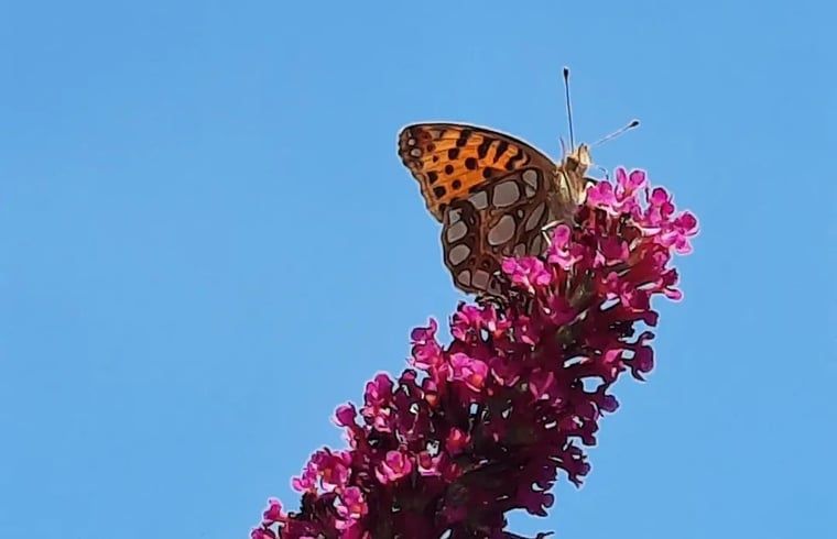 Guest house 533306 - Holiday property Salland - Vakantiehuis in Wesepe