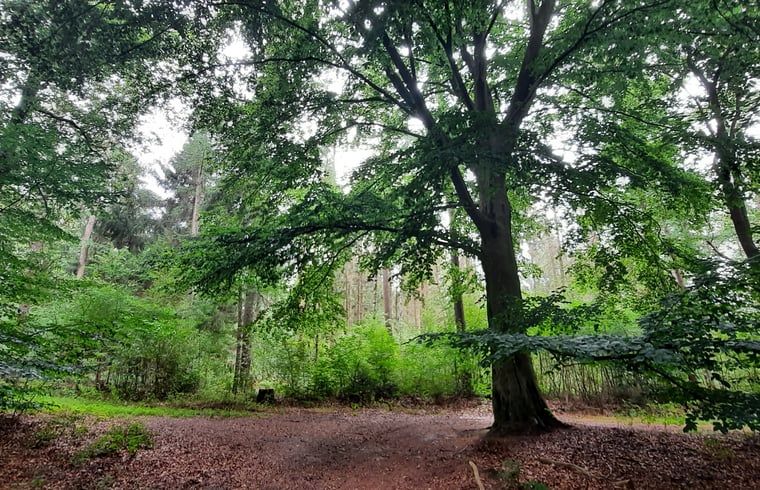 Guest house 533306 - Holiday property Salland - Vakantiehuis in Wesepe