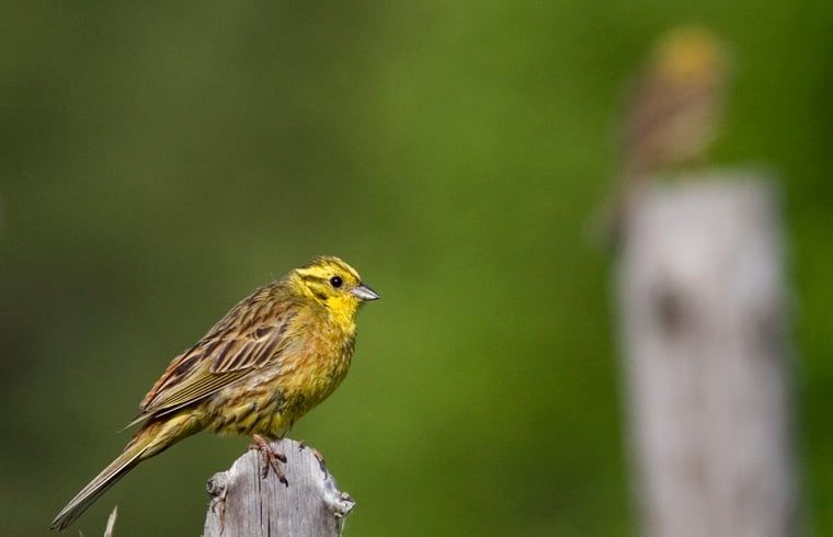 Verblijf 533309 - Vakantiewoning Salland - Vakantiehuisje in Wesepe