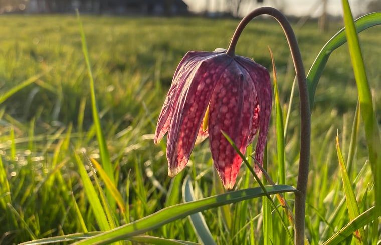 Guest house 533709 - Holiday property Salland - Huisje in Hasselt