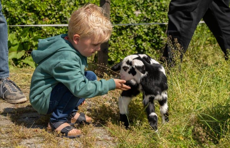Kind mit Ziege im Ferienhaus in Ommen, Region Vechta.