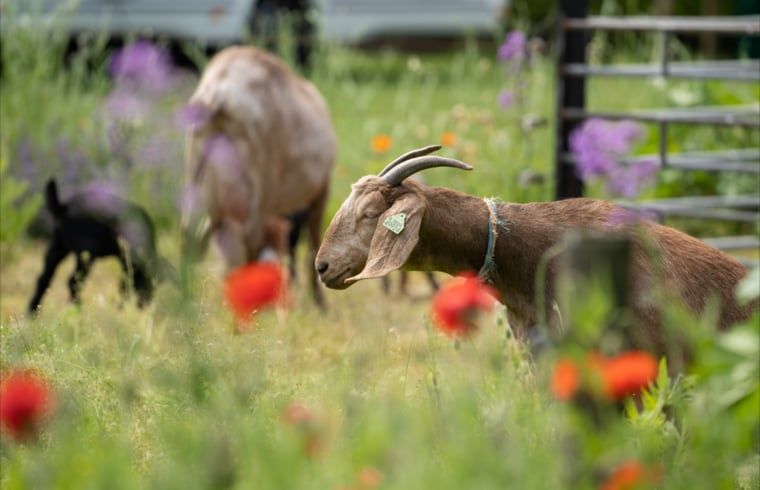 Ziegen in der Naehe des Ferienhauses in Ommen, Region Vechta.