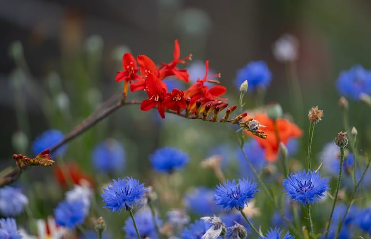 Blumenschmuck im Garten des Ferienhauses in Ommen, Overijssel.