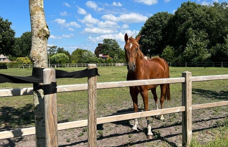 Vakantiehuis in Ommen biedt landelijke charme met een prachtig uitzicht op een weide met paard, gelegen in de Vechtstreek, Overijssel.
