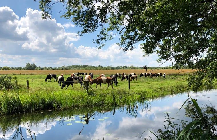 Unterkunft 540156 - Ferienhaus Vechtstreek - Vakantiehuisje in Ommen
