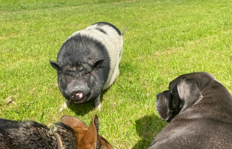 Schwein und Hunde geniessen den Garten im Ferienhaus in Beerze, Overijssel