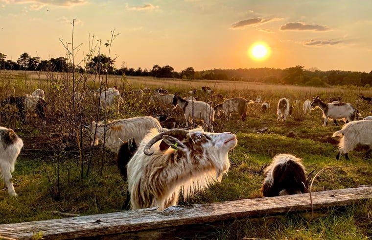 Schafe grasen in der Abendsonne in der Naehe des Ferienhauses in Beerze, Overijssel
