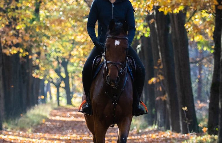Reiten durch den Herbstwald in der Naehe des Ferienhauses in Beerze, Region Vechta