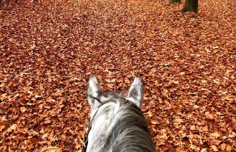 Herbstlaub bedeckt den Weg waehrend eines Ausrittes in einem Ferienhaus in Beerze, Vechtetal